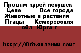 Продам курей несушек › Цена ­ 350 - Все города Животные и растения » Птицы   . Кемеровская обл.,Юрга г.